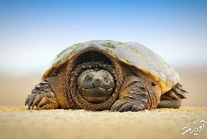 درباره لاک پشت 